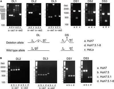 Identification of Characteristic Genomic Markers in Human Hepatoma HuH-7 and Huh7.5.1-8 Cell Lines